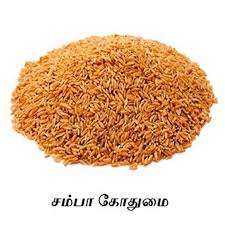 Samba Wheat