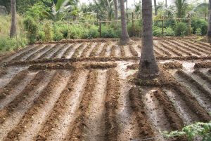Farm Acre